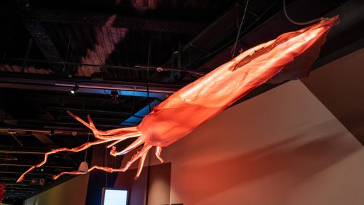 Calamar gegant penjat al sostre que dona la benvinguda a l'axposició animals I(nvisibles