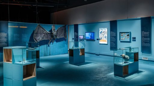 Àmbit exposició animals Invisibles de Extinció amb maqueta del Pteranodon, prota del film Concavenator